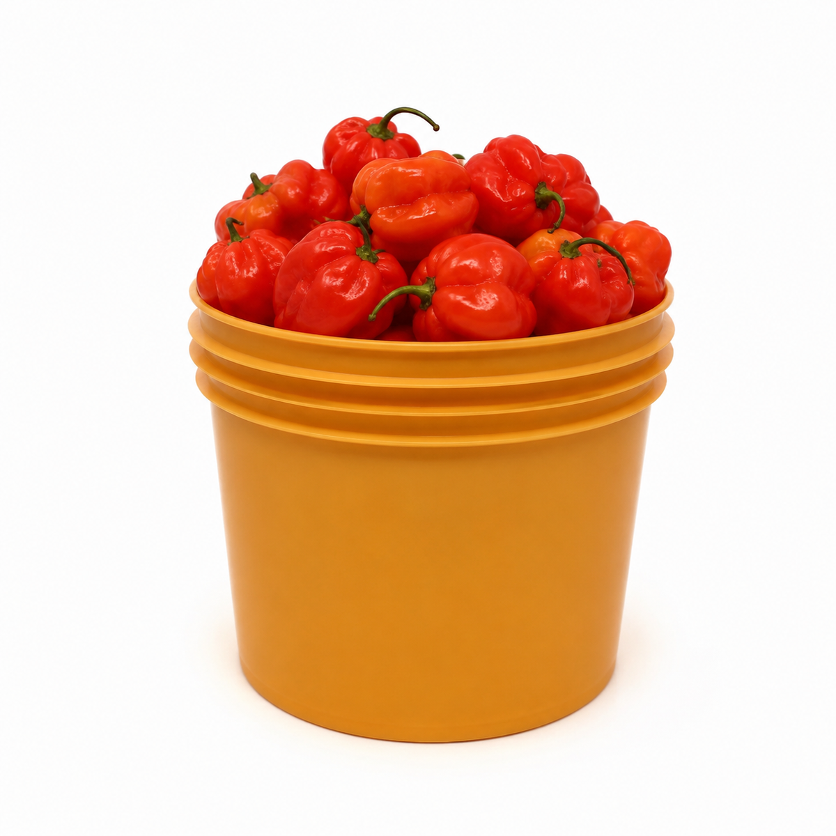 Fresh Pepper (per painter)