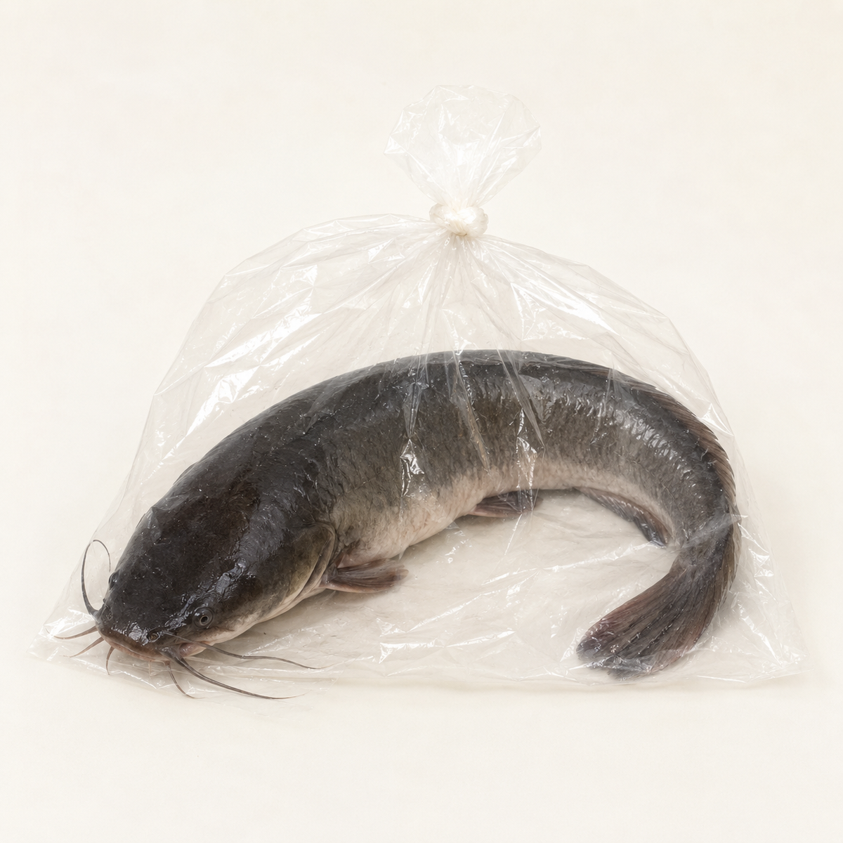 Fresh Catfish — Live (per kg)