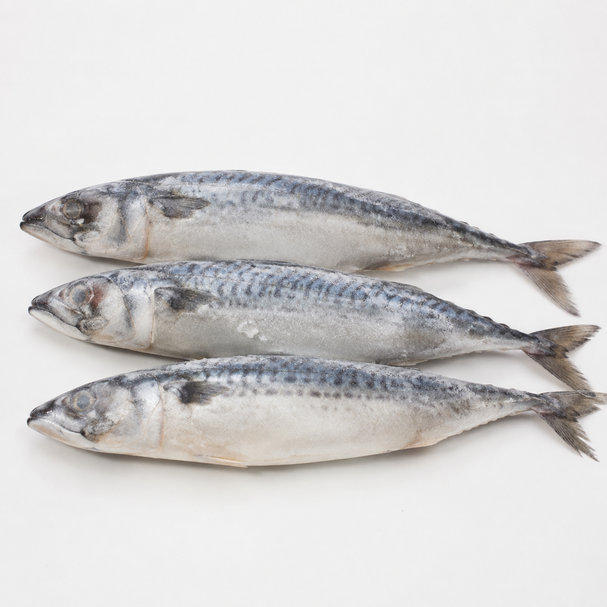 Korea Scumbia (per kg)