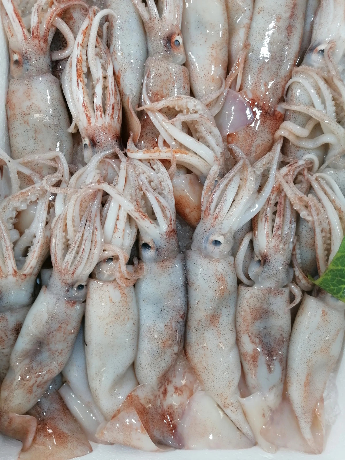 Calamari (per kg)